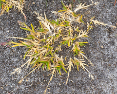 Poa annua