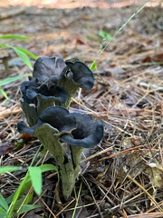 Craterellus