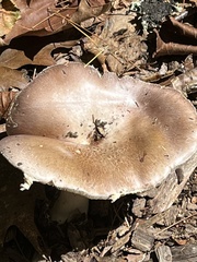 Russula compacta