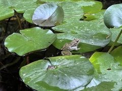 Pelophylax perezi