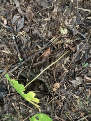 Sanguinaria canadensis