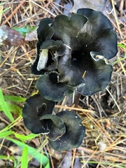 Craterellus