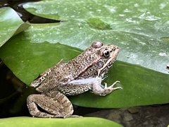 Pelophylax perezi
