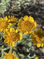 Verbesina encelioides