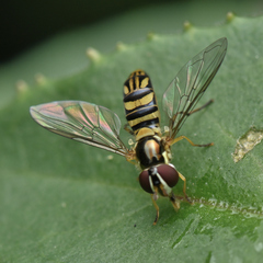 Allograpta obliqua
