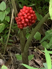 Arisaema