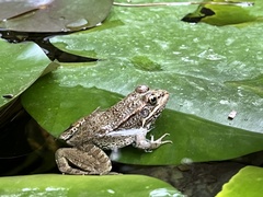 Pelophylax perezi