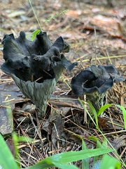 Craterellus