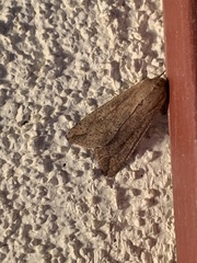 Mythimna unipuncta