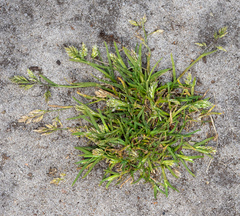 Poa annua