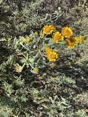 Verbesina encelioides