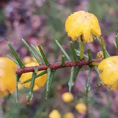 Acacia echinula