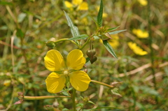 Ludwigia octovalvis