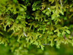 Porella platyphylla