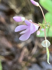 Hylodesmum