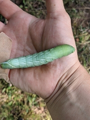 Sphinx chersis