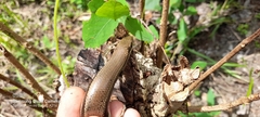 Marisora unimarginata