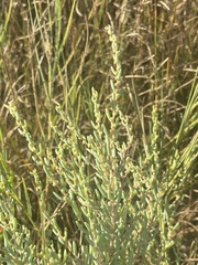 Suaeda maritima