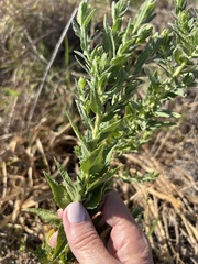 Brickellia eupatorioides
