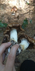 Cortinarius