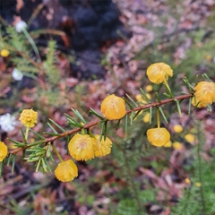 Acacia echinula