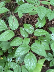 Hylodesmum