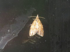 Pseudargyrotoza conwagana