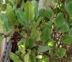 Rhamnus ilicifolia
