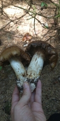 Cortinarius
