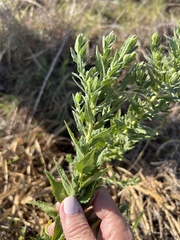 Brickellia eupatorioides