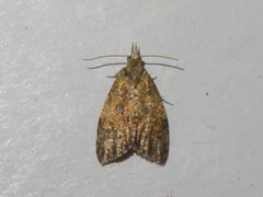 Pseudargyrotoza conwagana