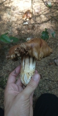 Cortinarius