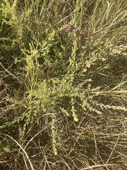 Suaeda maritima