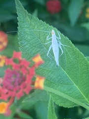 Oecanthus