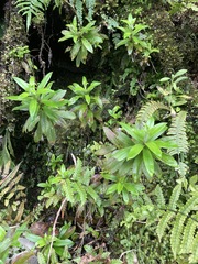 Anaphalioides subrigida