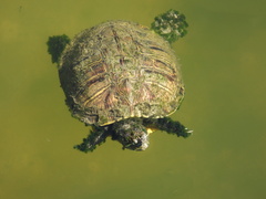 Deirochelyinae