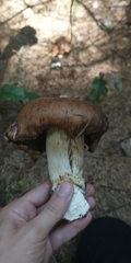 Cortinarius