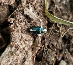 Entomophthorales