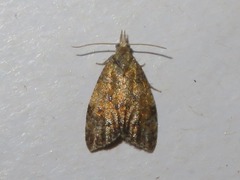 Pseudargyrotoza conwagana