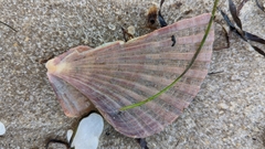 Argopecten irradians