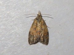 Pseudargyrotoza conwagana