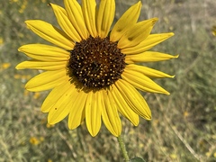 Helianthus petiolaris