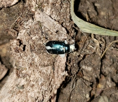 Entomophthorales