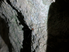 Leiobunum roseum