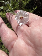 Convolvulus equitans