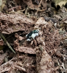 Entomophthorales