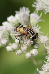 Helophilus latifrons