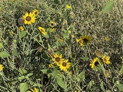 Helianthus petiolaris