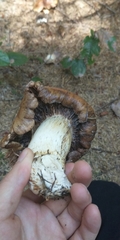 Cortinarius