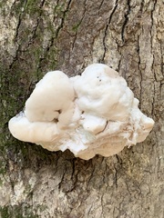 Hericium erinaceus